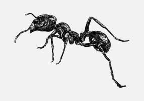 hand drawn illustration of an ant.  sketch, realistic drawing, black and white. Side view. vector