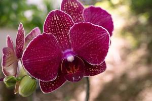 Close up photo of violet orchid flower when blossom on the flower garden. The photo is suitable to use for nature background flower poster and botanical content media.