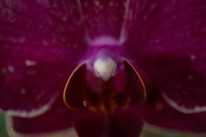 Close up photo of violet orchid flower when blossom on the flower garden. The photo is suitable to use for nature background flower poster and botanical content media.