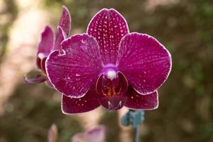 Close up photo of violet orchid flower when blossom on the flower garden. The photo is suitable to use for nature background flower poster and botanical content media.