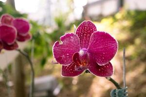 Close up photo of violet orchid flower when blossom on the flower garden. The photo is suitable to use for nature background flower poster and botanical content media.