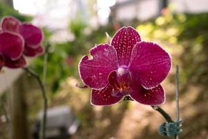 Close up photo of violet orchid flower when blossom on the flower garden. The photo is suitable to use for nature background flower poster and botanical content media.