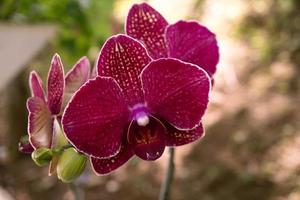 Close up photo of violet orchid flower when blossom on the flower garden. The photo is suitable to use for nature background flower poster and botanical content media.