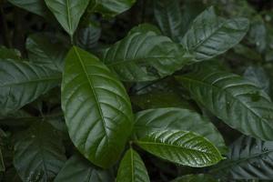 Close up of green leave background on rainforest. Photo is suitable to use for nature background, botanical poster and nature content media.