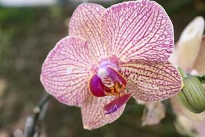 Close up white purple orchid flower blossom on the flower garden. The photo is suitable to use for nature background flower poster and botanical content media.