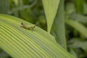 Close up photo grass hooper over the strip leaf on the rainy forest. The photo is suitable to use for nature poster, wild life background and animal content media.