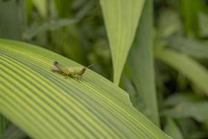 Close up photo grass hooper over the strip leaf on the rainy forest. The photo is suitable to use for nature poster, wild life background and animal content media.