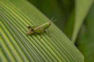 Close up photo grass hooper over the strip leaf on the rainy forest. The photo is suitable to use for nature poster, wild life background and animal content media.