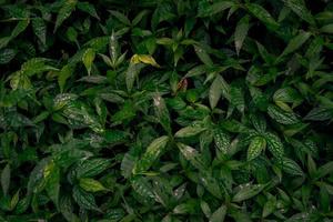 Close up of green leave background on rainforest. Photo is suitable to use for nature background, botanical poster and nature content media.