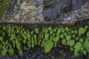 Close up of green leave background on rainforest. Photo is suitable to use for nature background, botanical poster and nature content media.