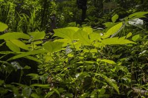 Close up of green leave background on rainforest. Photo is suitable to use for nature background, botanical poster and nature content media.