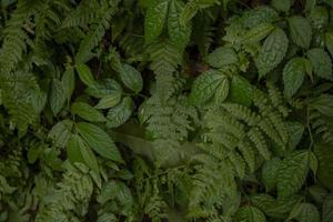 Close up of green leave background on rainforest. Photo is suitable to use for nature background, botanical poster and nature content media.