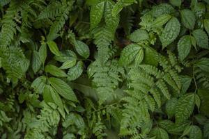 Close up of green leave background on rainforest. Photo is suitable to use for nature background, botanical poster and nature content media.