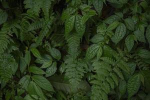 Close up of green leave background on rainforest. Photo is suitable to use for nature background, botanical poster and nature content media.