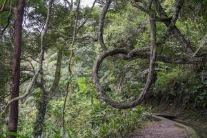 el camino yendo a agua otoño en el lluvia bosque. el foto es adecuado a utilizar para aventuras contenido medios de comunicación, naturaleza póster y bosque antecedentes.