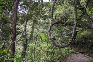 The way going to water fall on the rain forest. The photo is suitable to use for adventure content media, nature poster and forest background.