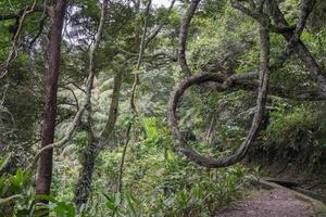 el camino yendo a agua otoño en el lluvia bosque. el foto es adecuado a utilizar para aventuras contenido medios de comunicación, naturaleza póster y bosque antecedentes.