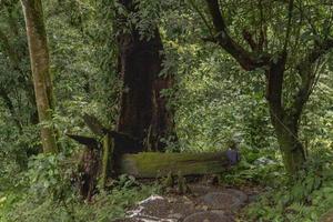 el camino yendo a agua otoño en el lluvia bosque. el foto es adecuado a utilizar para aventuras contenido medios de comunicación, naturaleza póster y bosque antecedentes.