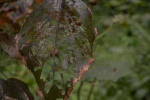 Close up photo of hole on the green leaf when rainy season. Photo is suitable to use for nature background, botanical poster and nature content media.