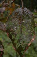 Close up photo of hole on the green leaf when rainy season. Photo is suitable to use for nature background, botanical poster and nature content media.