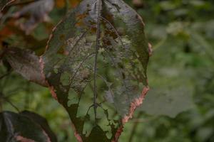 Close up photo of hole on the green leaf when rainy season. Photo is suitable to use for nature background, botanical poster and nature content media.