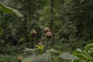 Close up photo of flower buds on the tropical forest when rainy season. The photo is suitable to use for nature background flower poster and botanical content media.