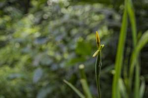 cerca arriba foto de flor brotes en el tropical bosque cuando lluvioso estación. el foto es adecuado a utilizar para naturaleza antecedentes flor póster y botánico contenido medios de comunicación.