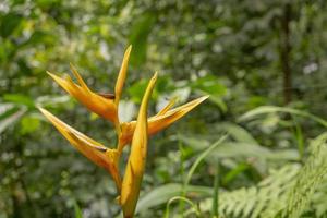 Wild yellow flower decorative banana plant on the rainforest. The photo is suitable to use for nature background flower poster and botanical content media.