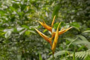 Wild yellow flower decorative banana plant on the rainforest. The photo is suitable to use for nature background flower poster and botanical content media.