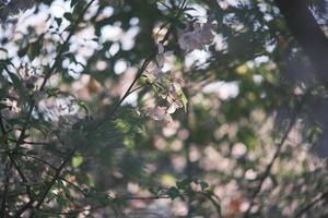 Pink and white peach blossoms on a peach tree photo