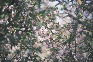 Pink and white peach blossoms on a peach tree photo