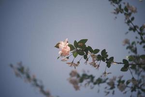 Pink and white peach blossoms on a peach tree photo