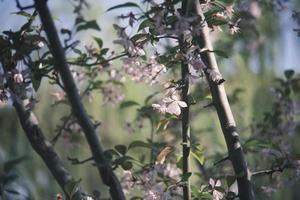 Pink and white peach blossoms on a peach tree photo