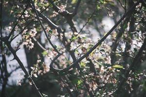 rosado y blanco melocotón flores en un melocotón árbol foto