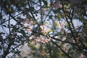 Pink and white peach blossoms on a peach tree photo