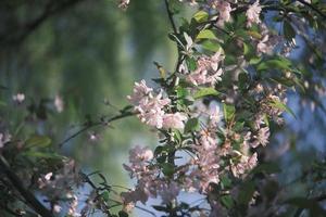Pink and white peach blossoms on a peach tree photo