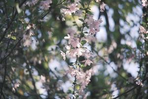 Pink and white peach blossoms on a peach tree photo