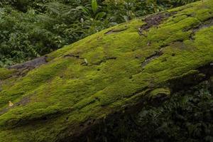 el musgo superficie en el árbol rama cuando lluvioso estación. el foto es adecuado a utilizar para aventuras contenido medios de comunicación, naturaleza póster y bosque antecedentes.