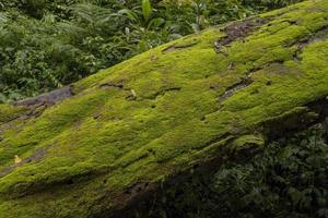 The moss surface on the tree branch when rainy season. The photo is suitable to use for adventure content media, nature poster and forest background.