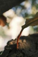 nuevo hojas en árbol maletero a puesta de sol foto