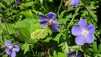 un abeja persiguiendo azul flores en el jardín video