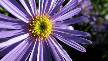 a purple aster flower close up video
