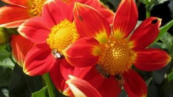 bright red yellow dahlia flowers with bees, summer garden video