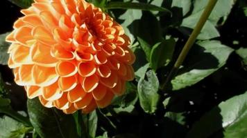 oranje dahlia bloem bloeiend in zomer tuin video