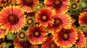 red yellow colorful flowers blooming in summer garden video