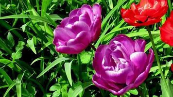 purple and red tulip flowers in spring garden video