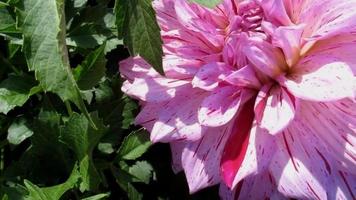 pink flower closeup, dahlia blooming in summer garden video