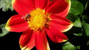 brillante rojo amarillo dalia flor con abeja en verano jardín video