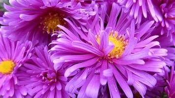 roze bloem dichtbij omhoog, mooi chrysant video