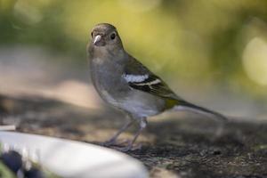 Common chaffinch Fringilla coelebs sitting on a stone photo